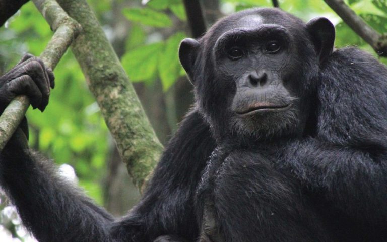 Remarkable Gorilla Trek Experiences Across Uganda and Rwanda Forests Remarkable Gorilla Trek Experiences Across Uganda and Rwanda Forests